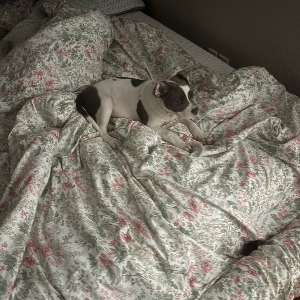 Floral Dog Duvet Cover in Cream and Pink